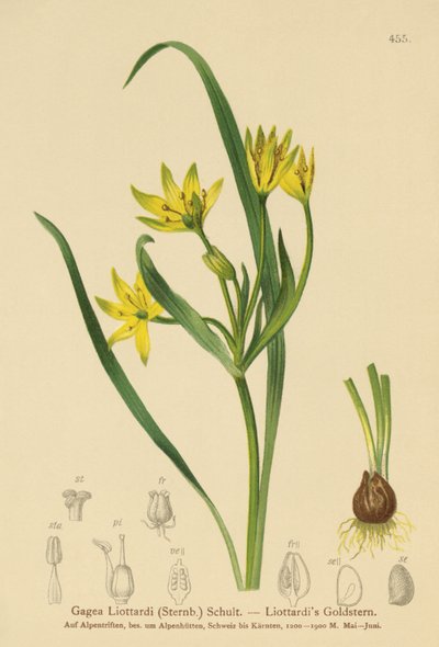 Gele Ster van Bethlehem (Gagea Liottardi, Gagea lutea, Gagea fragifera, Ornithogalum minimum var. fragiferum, Gagea fistulosa subsp. liotardii) door German School