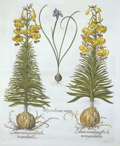 Gele Turkscap Lelie met bol en Dwerg Blauwooggras, uit Hortus Eystettensis, door Basil Besler, gepubliceerd 1613 door German School