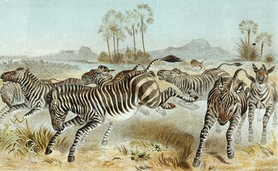 Zebra, plaat uit 