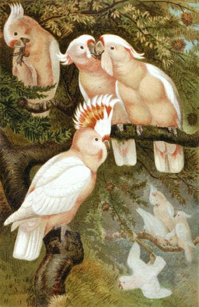 dnca Kaketoe, plaat uit "Brehms Tierleben: Allgemeine Kunde des Tierreichs", vol.5, p.380, uitgegeven door Bibliographisches Institut door German School