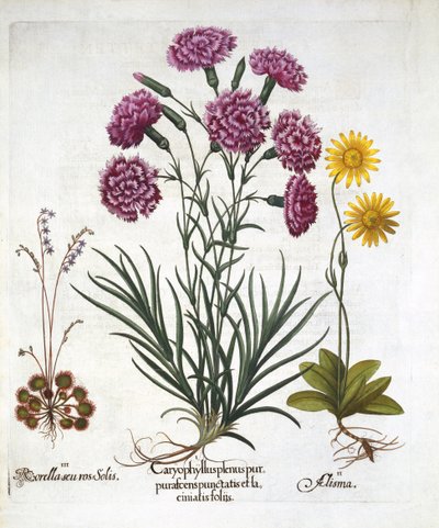 i. Anjer, Dianthus, ii. Arnica & iii. Rondbladige Zonnedauw, uit Hortus Eystettensis, door Basil Besler, gepubliceerd 1613 door German School