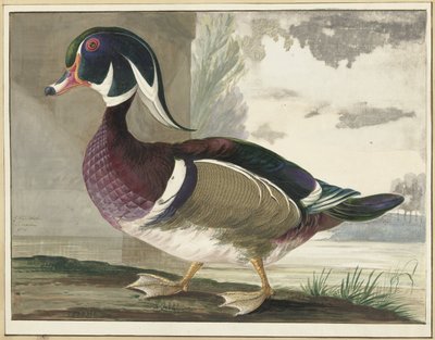 Carolina eend door Gerrit van den Heuvel