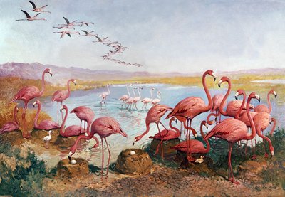 Roze flamingo