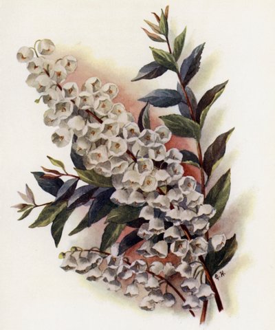 Andromeda Speciosa v Cassinefolia door Gertrude Hamilton