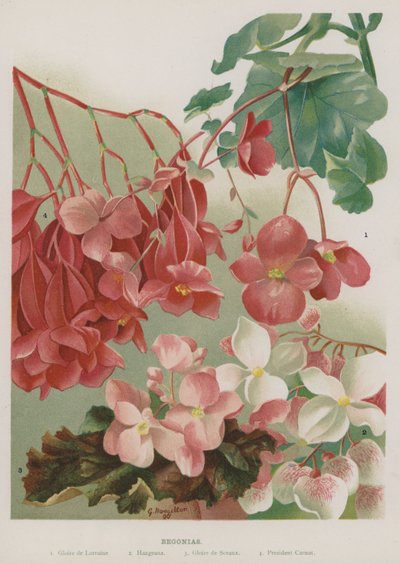 Begonia