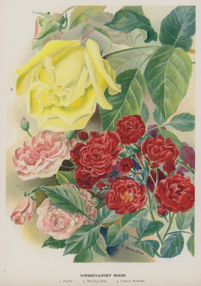 Conservatoriumrozen door Gertrude Hamilton