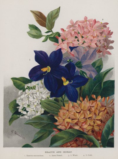 Exacum en Ixoras door Gertrude Hamilton