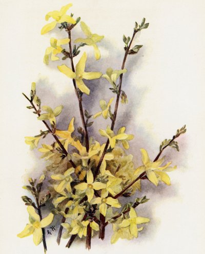 Forsythia Suspensa door Gertrude Hamilton