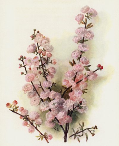 Prunus Sinensis Rosea Plena door Gertrude Hamilton