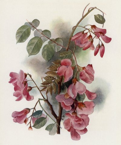 Robinia Hispida door Gertrude Hamilton