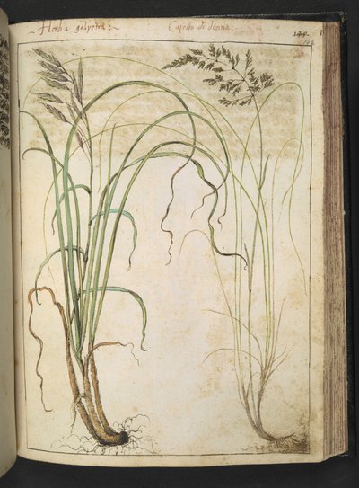 Een geneeskrachtige plant, uit 