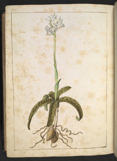 Een plant met witte bloemblaadjes, uit "Schilderijen van Flora van de Romeinse Staten" door Gherardo Cibo door Gherardo Cibo