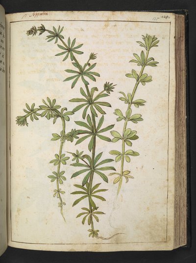 Een plant met groene bladeren, uit 