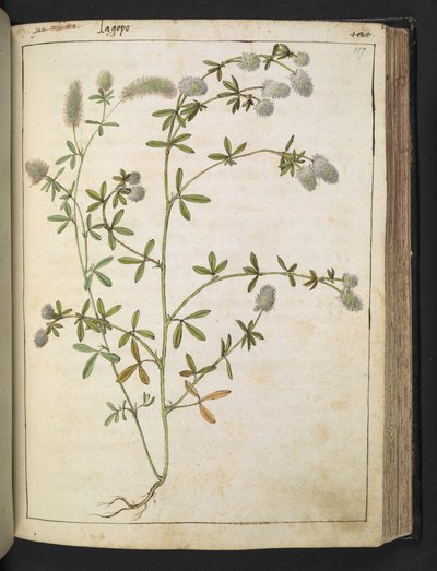 Een plant met witte bloemen, uit "Schilderijen van Flora van de Romeinse Staten" door Gherardo Cibo, Add MS 22333, f117r, c.1564-84 door Gherardo Cibo