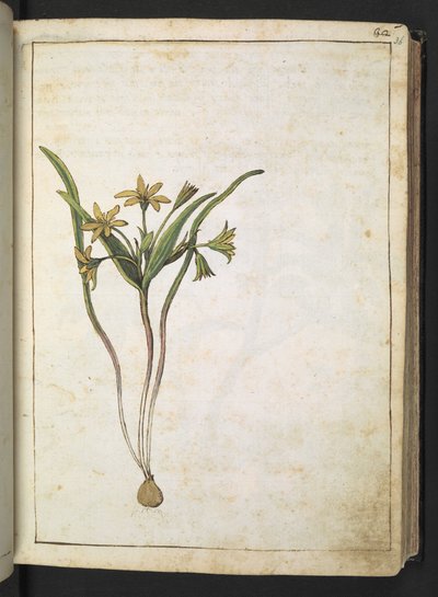 Een plant met gele bloemen, uit "Schilderijen van Flora van de Romeinse Staten" door Gherardo Cibo door Gherardo Cibo