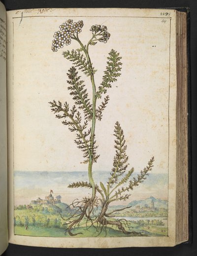 Achillea millefolium: Een hoge varenachtige plant met witte bloemen, uit 