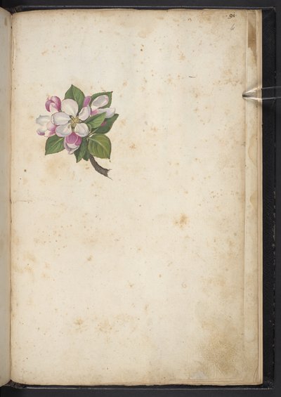 Add MS 22333 f61r, Bloesem, uit 