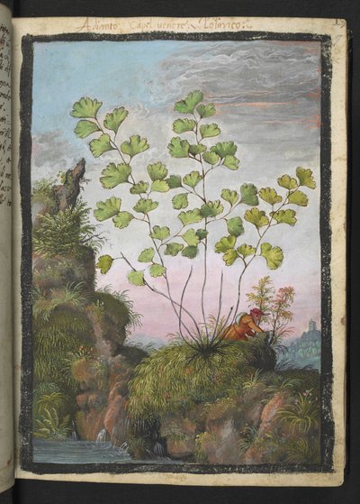 Adiantum capillus-veneris, uit "Schilderijen van Flora van de Romeinse Staten" door Gherardo Cibo door Gherardo Cibo