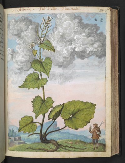Alliaria petiolata: Een hoge plant met witte bloemblaadjes, uit "Schilderijen van Flora van de Romeinse Staten" door Gherardo Cibo door Gherardo Cibo