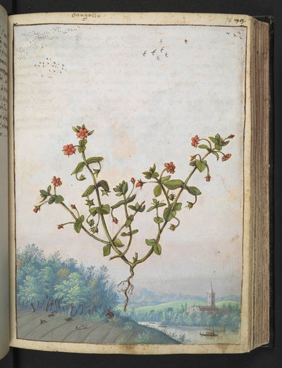 Anagalis arvensis: Een plant met rode bloemen, uit "Schilderijen van Flora van de Romeinse Staten" door Gherardo Cibo door Gherardo Cibo