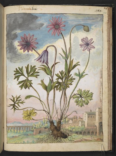 Anemone hortensis, uit "Schilderijen van Flora van de Romeinse Staten" door Gherardo Cibo, Add MS 22333, f174r, c.1564-84 door Gherardo Cibo