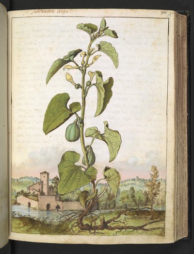 Aristolochia clematitis, uit "Schilderijen van Flora van de Romeinse Staten" door Gherardo Cibo, Add MS 22333, f077r, c.1564-84 door Gherardo Cibo
