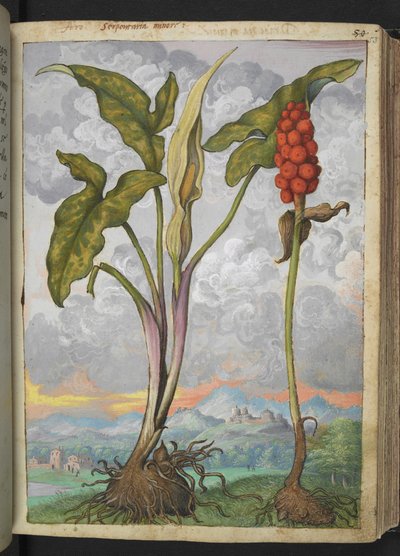 Arum italicum, uit "Schilderijen van Flora van de Romeinse Staten" door Gherardo Cibo door Gherardo Cibo