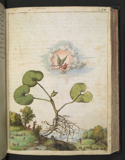 Asarum europaeum, uit "Schilderijen van Flora van de Romeinse Staten" door Gherardo Cibo door Gherardo Cibo