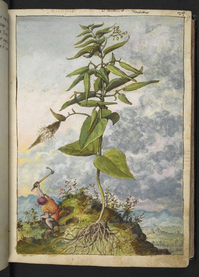 Asclepias, uit 