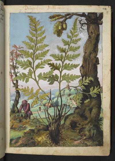 Asplenium adianthum nigrum, uit 