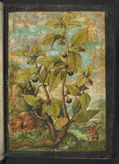 Atropa belladonna, uit 