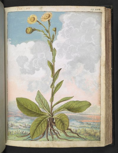 Baccara, uit "Schilderijen van Flora van de Romeinse Staten" door Gherardo Cibo door Gherardo Cibo