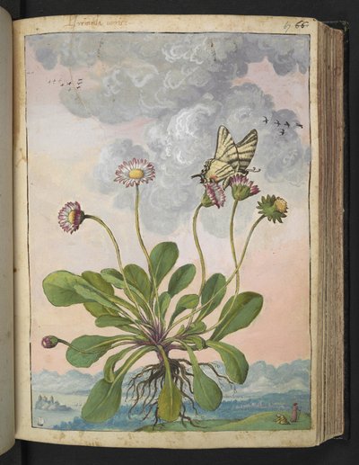 Bellis perennis, uit "Schilderijen van Flora van de Romeinse Staten" door Gherardo Cibo, Add MS 22333, f067r, c.1564-84 door Gherardo Cibo