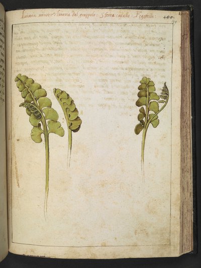 Botrychium lunaria (varen), uit "Schilderijen van Flora van de Romeinse Staten" door Gherardo Cibo, Add MS 22333, f149r, c.1564-84 door Gherardo Cibo