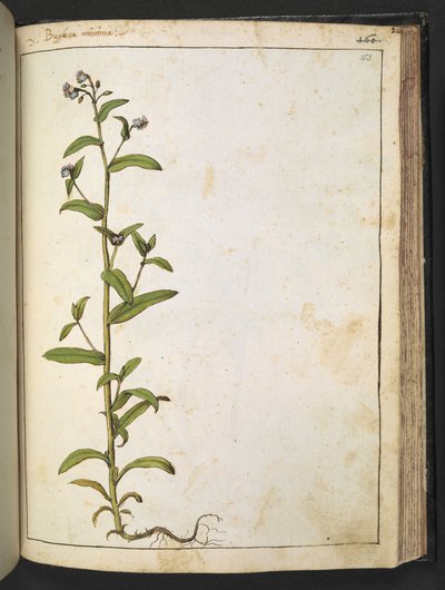 Buglossa, Anchusa azurea (Loddon Royalist), uit "Schilderijen van Flora van de Romeinse Staten" door Gherardo Cibo door Gherardo Cibo