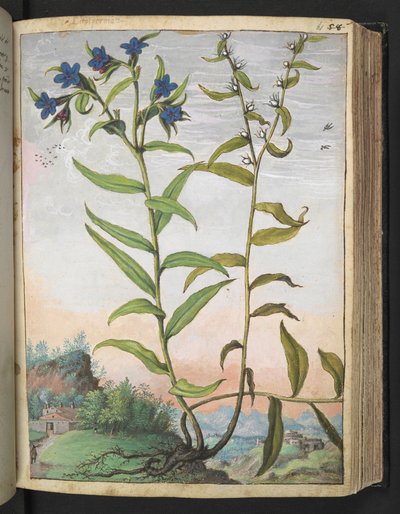Buglossoides purpurocaerulea, uit "Schilderijen van Flora van de Romeinse Staten" door Gherardo Cibo door Gherardo Cibo