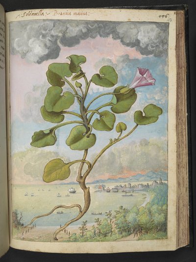 Calystegia soldanella, uit "Schilderijen van Flora van de Romeinse Staten" door Gherardo Cibo door Gherardo Cibo