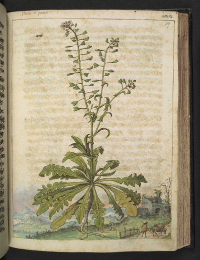 Capsella bursa-pastoris, uit 
