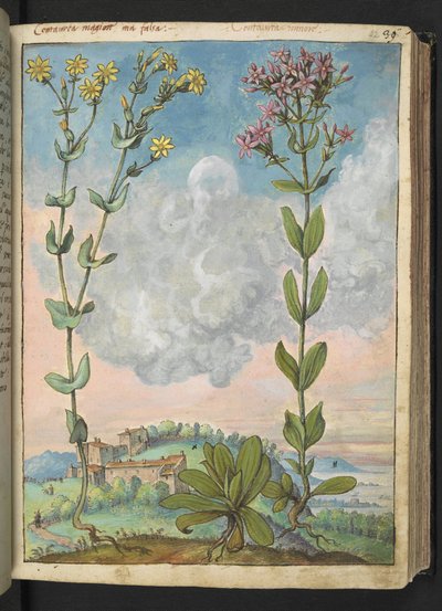 Centaurium erythraea, uit "Schilderijen van Flora van de Romeinse Staten" door Gherardo Cibo door Gherardo Cibo