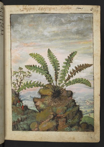 Ceterach officinarum, uit 