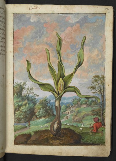 Colchicum autumnale, uit "Schilderijen van Flora van de Romeinse Staten" door Gherardo Cibo door Gherardo Cibo