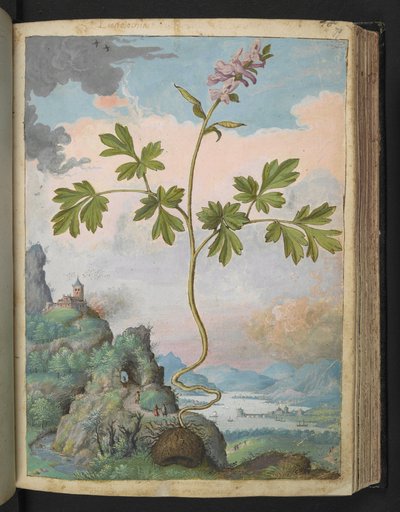 Corydalis cava: Een plant met roze bloemen, uit 