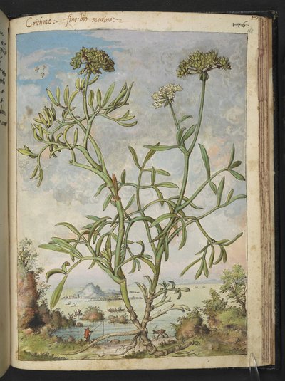 Crithmum maritimum, mogelijk Crithmum, uit 