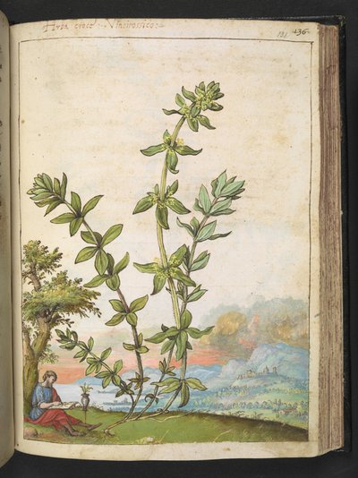 Cruciata laevipes, uit "Schilderijen van Flora van de Romeinse Staten" door Gherardo Cibo door Gherardo Cibo