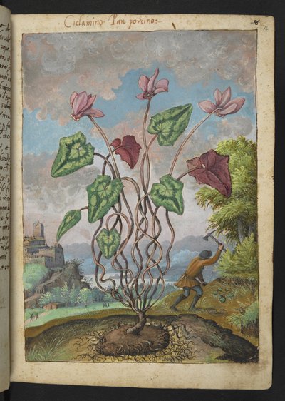 Cyclamen hederifolium, uit "Schilderijen van Flora van de Romeinse Staten" door Gherardo Cibo door Gherardo Cibo