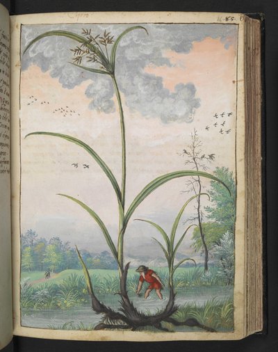 Cyperus serotinus, uit "Schilderijen van Flora van de Romeinse Staten" door Gherardo Cibo, Add MS 22333, f086r, c.1564-84 door Gherardo Cibo