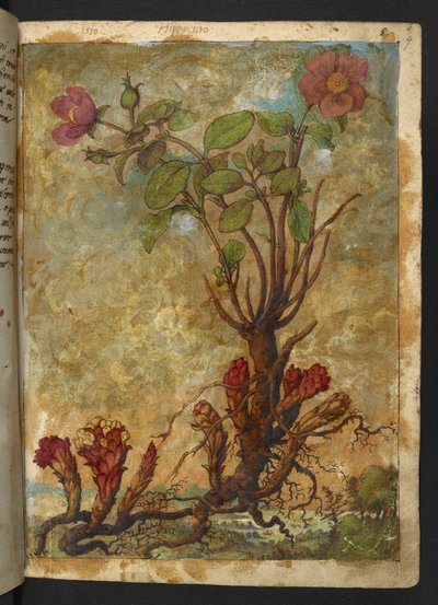 Cytinus hypocistis, uit "Schilderijen van Flora van de Romeinse Staten" door Gherardo Cibo door Gherardo Cibo