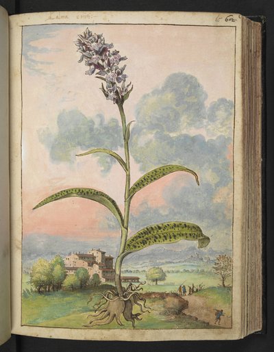 Dactylorhiza fuchsii, uit 
