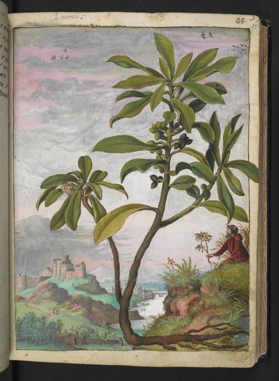 Daphne laureola, uit "Schilderijen van Flora van de Romeinse Staten" door Gherardo Cibo, Add MS 22333, f037r, c.1564-84 door Gherardo Cibo