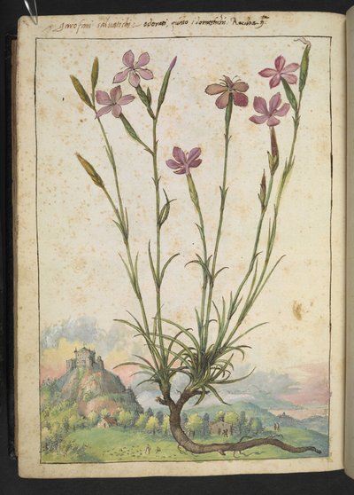 Dianthus longicaulis: Een plant met roze bloemblaadjes, uit 